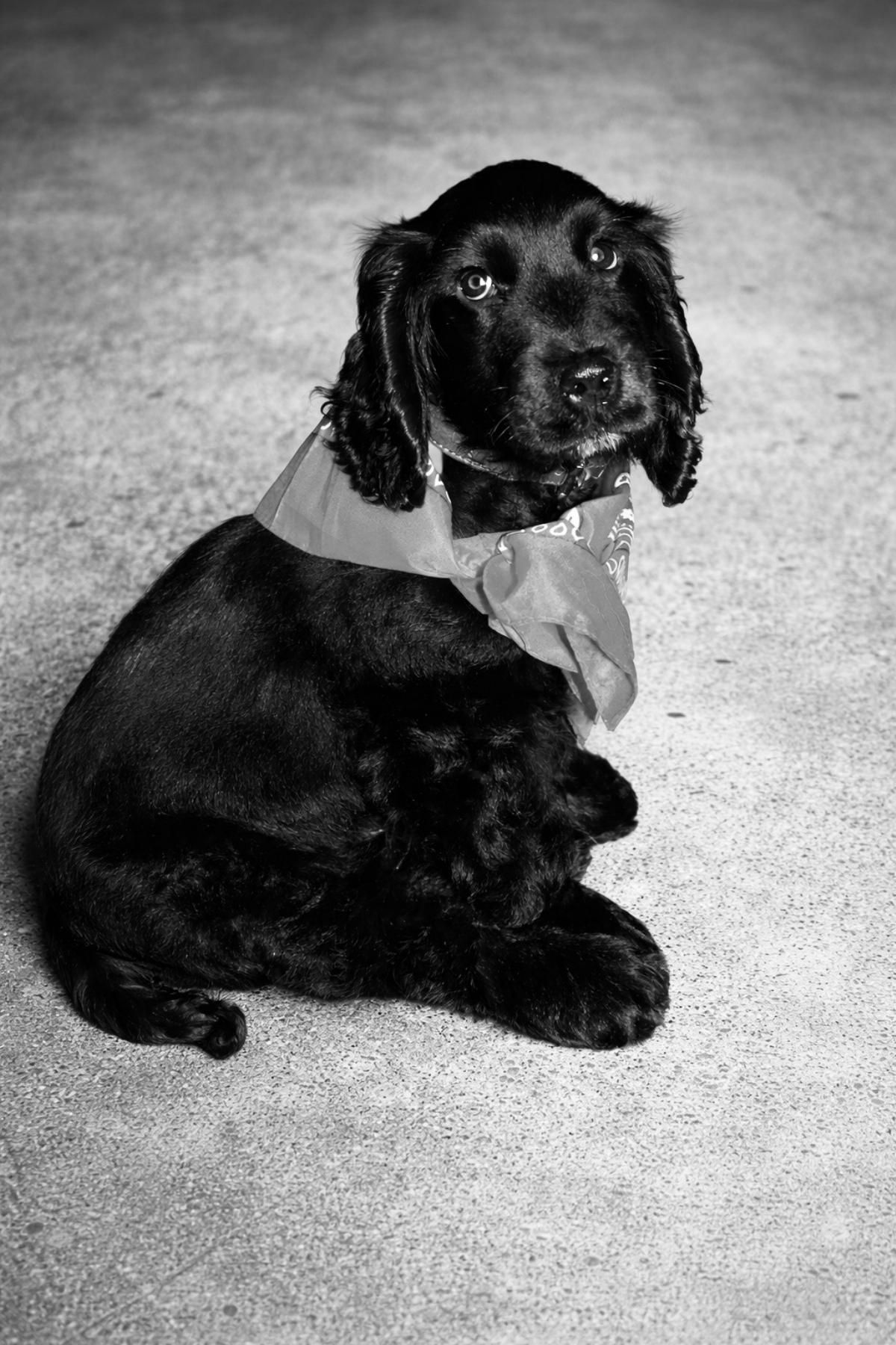 Bo, der Salon-Hund von Studio Petite